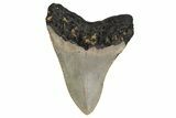 Fossil Megalodon Tooth - North Carolina #236756-2